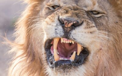 What “Lions Not Sheep” Gets Wrong: You Need to Be Both